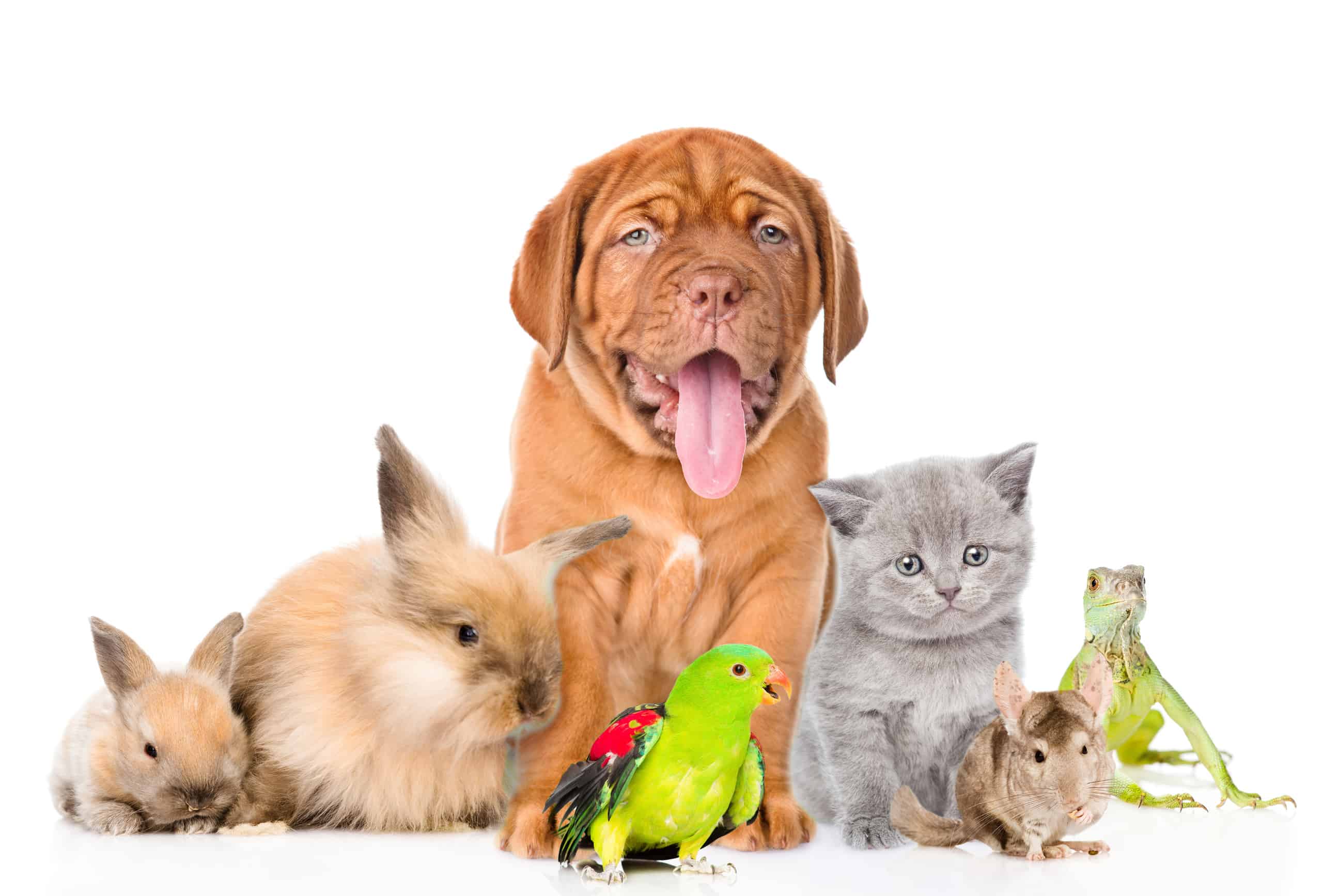 Celebrating National Pet Day Fur Services Fur Pets