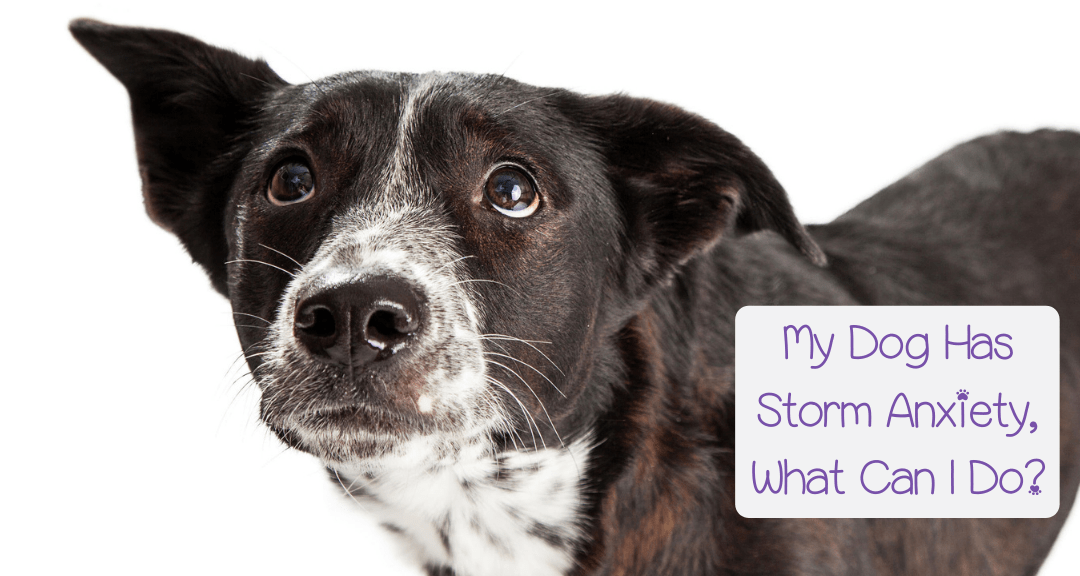 what to do if your dog is afraid of you