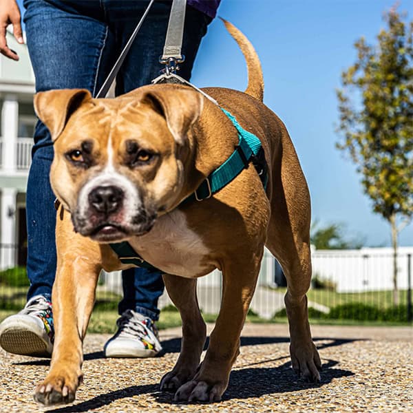 Dog walker with dog